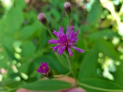 Vernonia greggii
