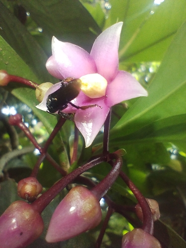 Ardisia humilis, photograph 3