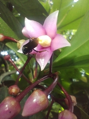 Matias Baranzelli, CC BY, iNaturalist via GBIF Ardisia humilis, photograph Matias Baranzelli, CC BY, iNaturalist via GBIF