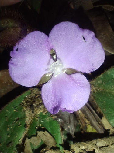 Siderasis fuscata, photograph 1