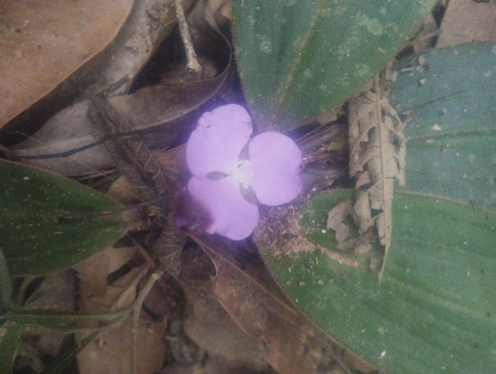 Siderasis fuscata; photograph (c) Matias Baranzelli, some rights reserved (CC BY)