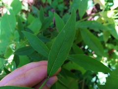 Vernonia greggii