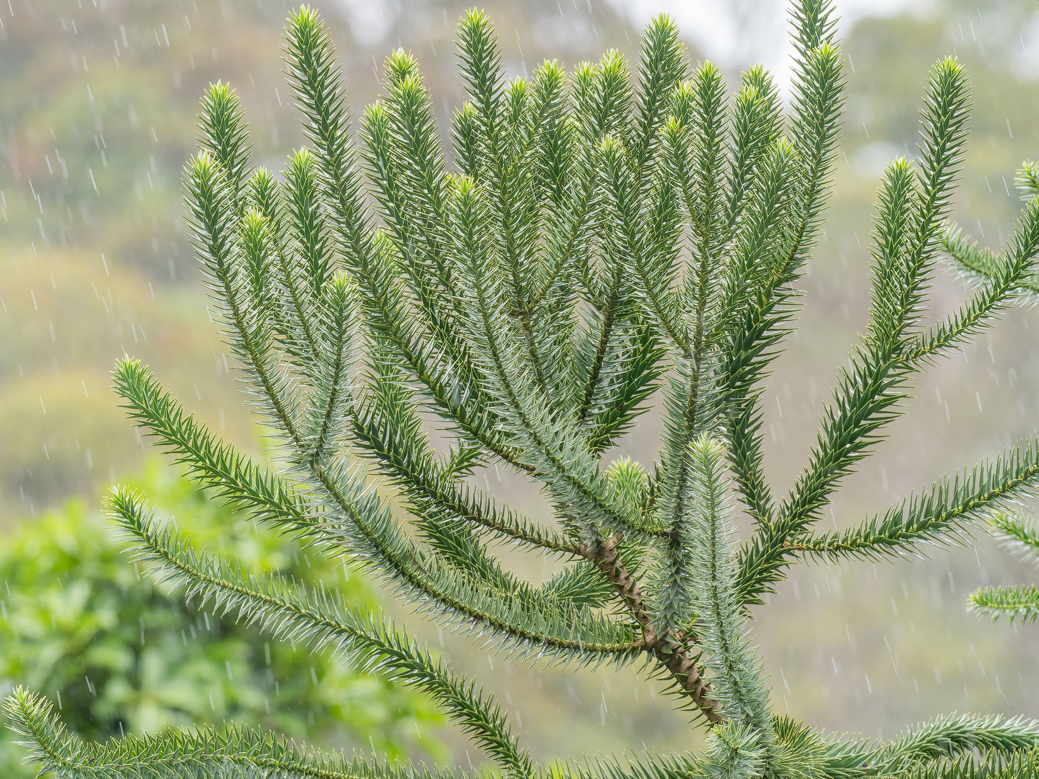 Araucaria angustifolia