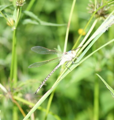 Austrogynacantha heterogena