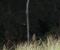 Austrogynacantha heterogena