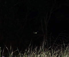 Austrogynacantha heterogena