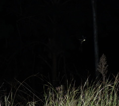 Austrogynacantha heterogena