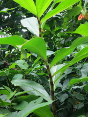 Costus beckii