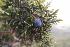 Juniperus durangensis