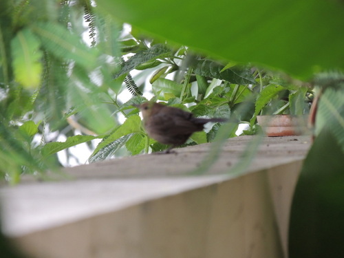 Copsychus fulicatus