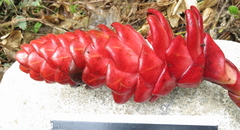 Costus beckii