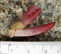 Costus beckii