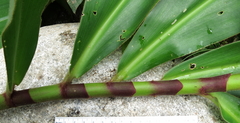 Costus beckii