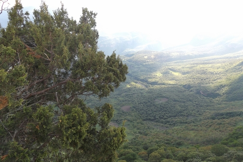 Image of Juniperus durangensis by (c) Dante S. Figueroa, some rights reserved (CC BY-SA)