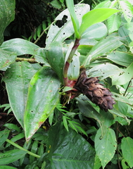 Costus beckii