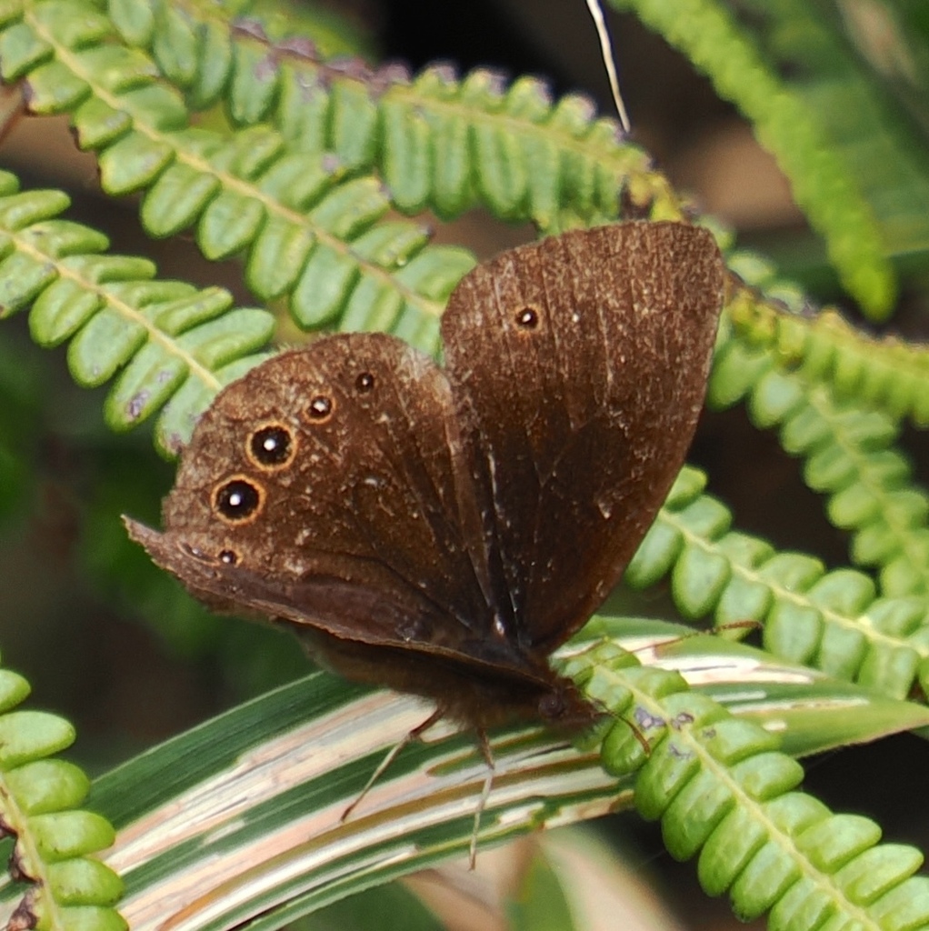 Manerebia trimaculata