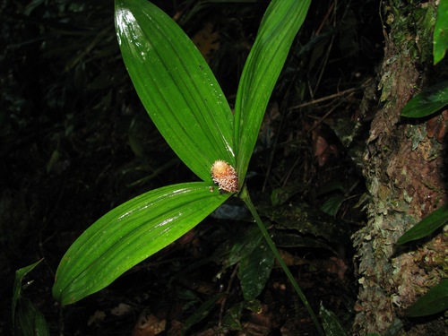 Mapania