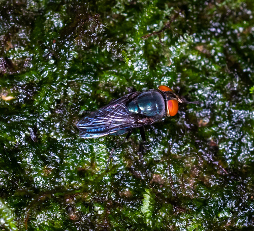Chloroprocta idioidea
