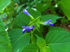 Salvia caudata