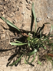 Erysimum rhaeticum