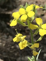 Erysimum rhaeticum