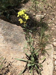 Erysimum rhaeticum