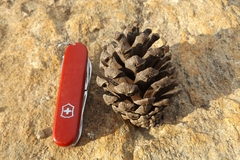Pinus durangensis