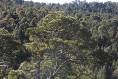 Pinus durangensis