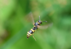Symmorphus crassicornis