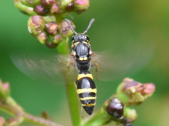Symmorphus crassicornis
