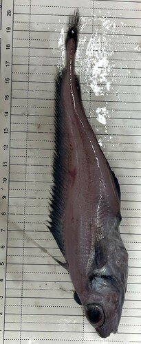 Mediterranean codling (Lepidion lepidion) — Moridae