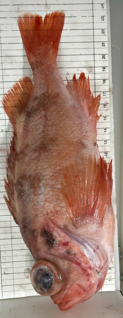 Photo of Norway redfish (Sebastes viviparus)