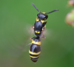 Symmorphus crassicornis