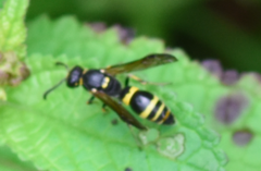 Symmorphus crassicornis