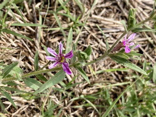 sticky waxweed
