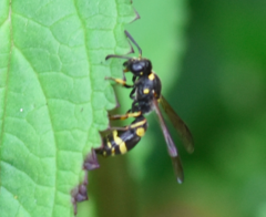Symmorphus crassicornis