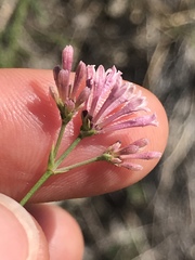 Asperula aristata