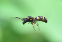 Symmorphus crassicornis