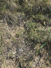 Asperula aristata