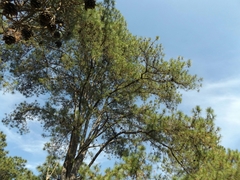 Pinus georginae