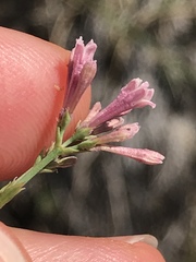 Asperula aristata