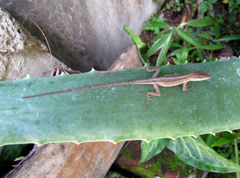 Anolis wellbornae