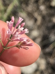 Asperula aristata