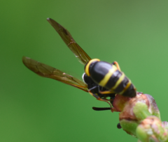 Symmorphus crassicornis