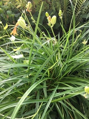 Hemerocallis fulva