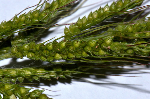 Echinochloa oryzoides iNat (1)