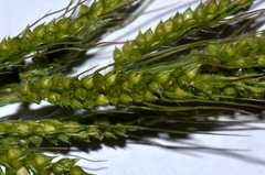 Echinochloa oryzoides