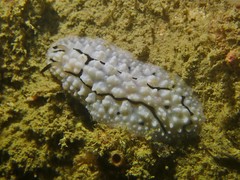 Phyllidiidae