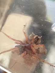 Dysdera crocata