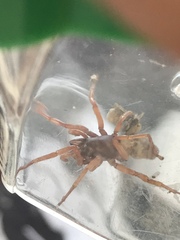 Dysdera crocata